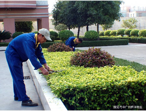 博鱼boyu：冷水江绿化树种