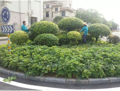 博鱼boyu体育官方平台：建阳绿化花卉苗木批发市场